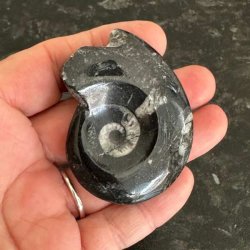 Smuk poleret goniatit fossil med detaljeret struktur