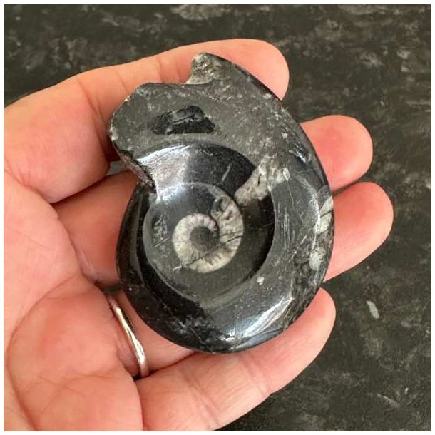 Smuk poleret goniatit fossil med detaljeret struktur