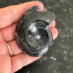 Dekorativ goniatit med naturlig spiralform