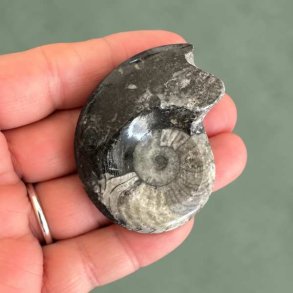 Poleret Goniatit Fossil � 5,1 x 4 cm - 30 gram Nr. 23