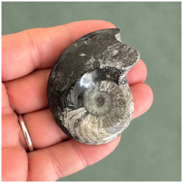 Poleret Goniatit Fossil � 5,1 x 4 cm - 30 gram Nr. 23
