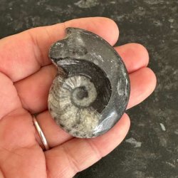 Naturhistorisk goniatit fossil med tydelige m�nstre