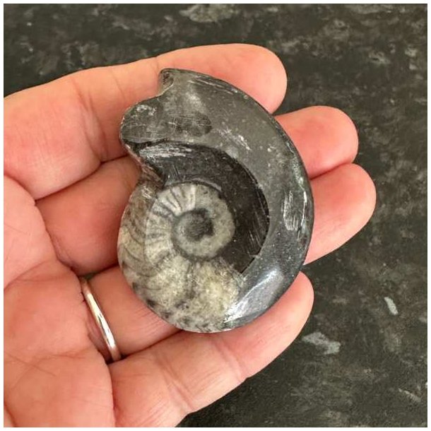 Naturhistorisk goniatit fossil med tydelige m�nstre