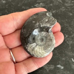 Unik goniatit med velbevaret spiral