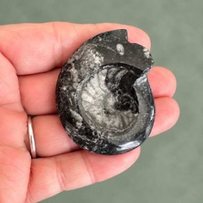 Poleret Goniatit Fossil � 5,1 x 4 cm - 25 gram Nr. 24