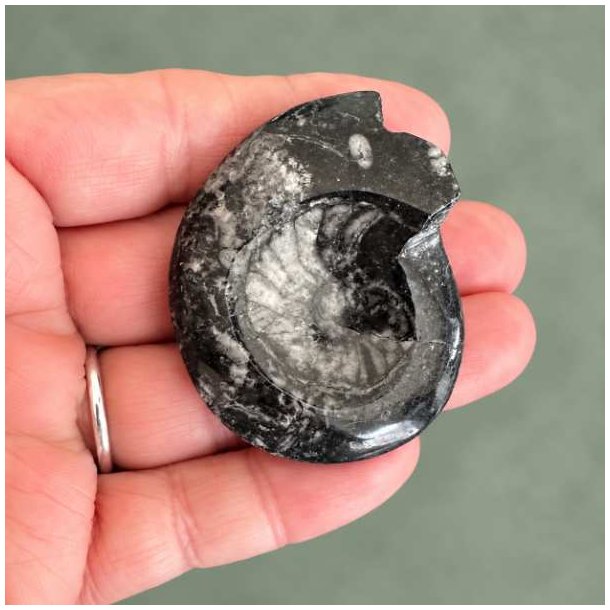 Poleret Goniatit Fossil � 5,1 x 4 cm - 25 gram Nr. 24
