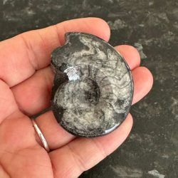 �gte goniatit fossil fra urtidens oceaner