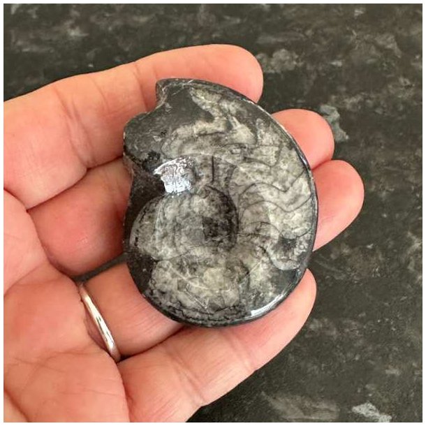 �gte goniatit fossil fra urtidens oceaner
