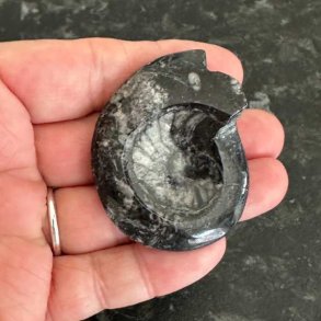 Poleret goniatit fossil med smuk spiralstruktur