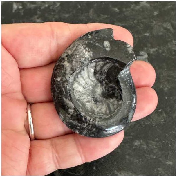 Poleret goniatit fossil med smuk spiralstruktur