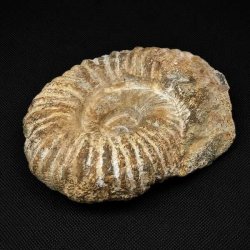 Stor ammonit fossil fra Madagaskar med markante ribber, velbevaret spiral og naturlige fossile strukturer.