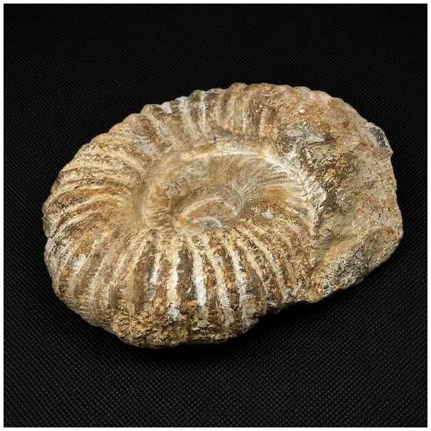 Stor ammonit fossil fra Madagaskar med markante ribber, velbevaret spiral og naturlige fossile strukturer.