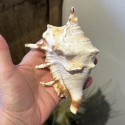En person holder en �gte stor Spider Conch edderkop-konkylie frem i h�nden. Man ser de lange, spidse takker p� havskallens overside og dens naturlige, lyse nuancer.
