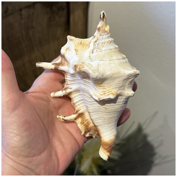 En person holder en �gte stor Spider Conch edderkop-konkylie frem i h�nden. Man ser de lange, spidse takker p� havskallens overside og dens naturlige, lyse nuancer.
