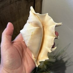 En �gte stor Spider Conch havskal vendt om i h�nden, s� man ser den smukke, blanke og glatte inderside med dens fine, varme cremefarvede nuancer.