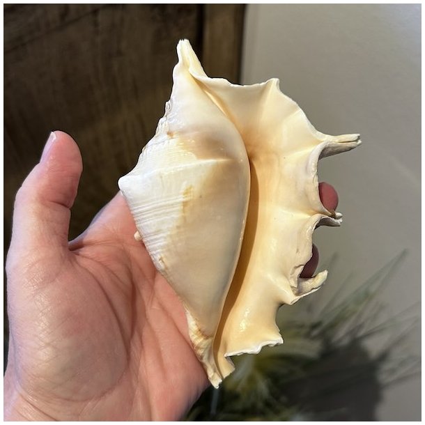 En �gte stor Spider Conch havskal vendt om i h�nden, s� man ser den smukke, blanke og glatte inderside med dens fine, varme cremefarvede nuancer.