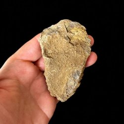 Naturlig bagside af �gte trilobit fossil 8,6 x 5 cm med synlig stenstruktur fra fossiliseringen