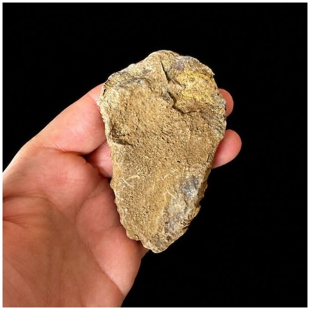 Naturlig bagside af �gte trilobit fossil 8,6 x 5 cm med synlig stenstruktur fra fossiliseringen