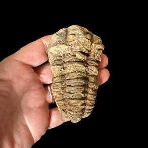 H�ndplukket trilobit fossil 8,6 x 5 cm med velbevaret rygskjold og naturlige jordtoner