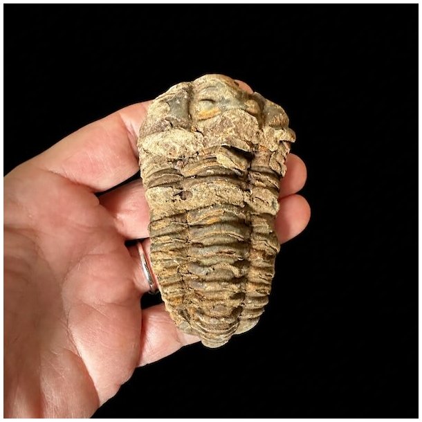 H�ndplukket trilobit fossil 8,6 x 5 cm med velbevaret rygskjold og naturlige jordtoner