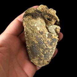 Naturlig bagside af �gte trilobit fossil 8,6 x 5 cm med synlig stenstruktur fra fossiliseringen