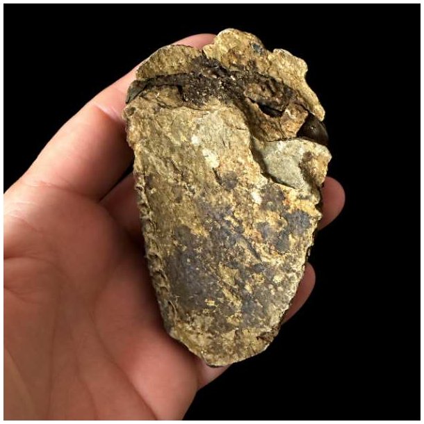 Naturlig bagside af �gte trilobit fossil 8,6 x 5 cm med synlig stenstruktur fra fossiliseringen