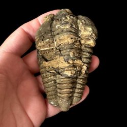 H�ndplukket trilobit fossil 8,6 x 5 cm med velbevaret rygskjold og naturlige jordtoner