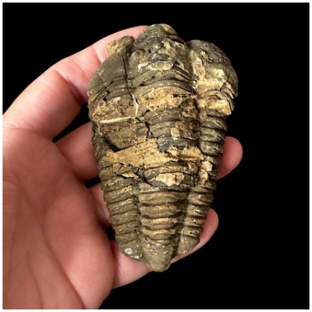 H�ndplukket trilobit fossil 8,6 x 5 cm med velbevaret rygskjold og naturlige jordtoner