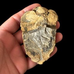 Bagside af �gte trilobit fossil i naturlig stenmatrix &ndash; unikt fossil fra Jordens tidlige dyreliv