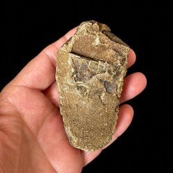 Bagside af �gte trilobit fossil i naturlig stenmatrix &ndash; unikt fossil fra Jordens tidlige dyreliv