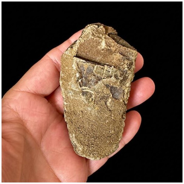 Bagside af �gte trilobit fossil i naturlig stenmatrix &ndash; unikt fossil fra Jordens tidlige dyreliv