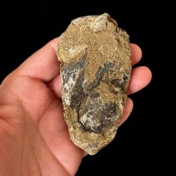 Bagside af �gte trilobit fossil med naturlig stenmatrix og autentisk fossilstruktur &ndash; unikt samlerobjekt.