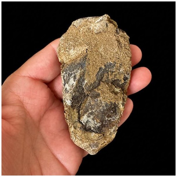 Bagside af �gte trilobit fossil med naturlig stenmatrix og autentisk fossilstruktur &ndash; unikt samlerobjekt.
