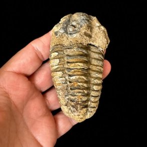 �gte trilobit fossil med tydelige segmenter og naturlige detaljer bevaret i stenmatrix &ndash; unika fossil fra Jordens fortid.