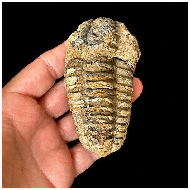 �gte trilobit fossil med tydelige segmenter og naturlige detaljer bevaret i stenmatrix &ndash; unika fossil fra Jordens fortid.