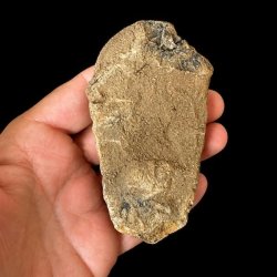 Bagside af �gte trilobit fossil med naturlig stenmatrix og autentiske geologiske strukturer &ndash; unikt samlerobjekt.