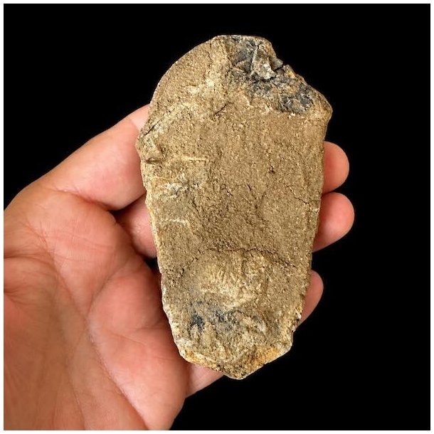 Bagside af �gte trilobit fossil med naturlig stenmatrix og autentiske geologiske strukturer &ndash; unikt samlerobjekt.