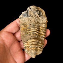 �gte trilobit fossil med tydeligt bevarede segmenter i naturlig stenmatrix &ndash; unika fossil fra Jordens oldtid.