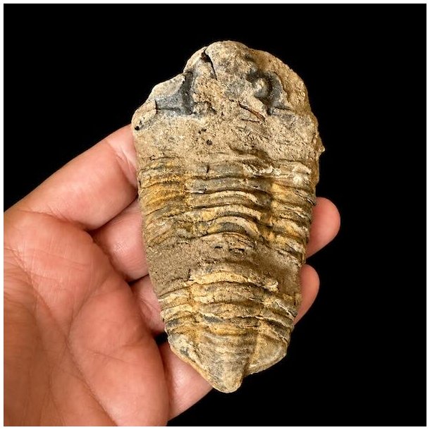 �gte trilobit fossil med tydeligt bevarede segmenter i naturlig stenmatrix &ndash; unika fossil fra Jordens oldtid.