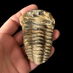 �gte trilobit fossil med tydelige segmenter og flotte naturlige detaljer &ndash; unika samlerfossil