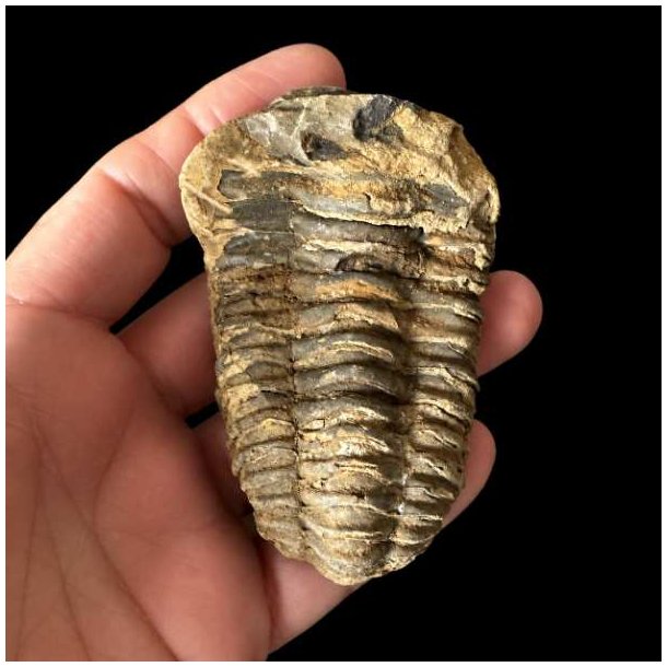 �gte trilobit fossil med tydelige segmenter og flotte naturlige detaljer &ndash; unika samlerfossil