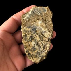 Bagside af �gte trilobit fossil med naturlig stenmatrix og autentisk fossilstruktur &ndash; unikt samlerobjekt.