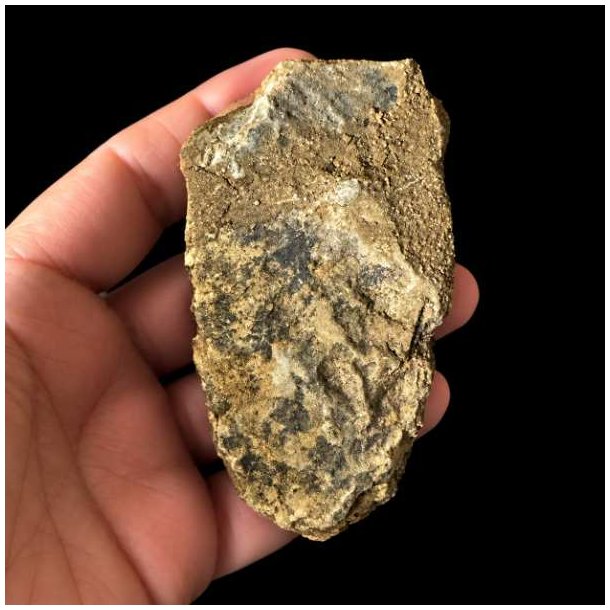 Bagside af �gte trilobit fossil med naturlig stenmatrix og autentisk fossilstruktur &ndash; unikt samlerobjekt.