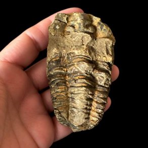 �gte trilobit fossil med tydelige segmenter og naturlige detaljer bevaret i stenmatrix &ndash; unika fossil fra Jordens fortid.
