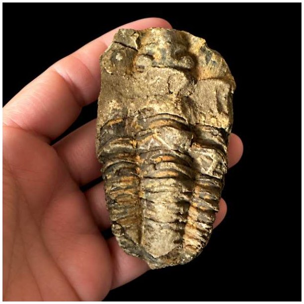�gte trilobit fossil med tydelige segmenter og naturlige detaljer bevaret i stenmatrix &ndash; unika fossil fra Jordens fortid.