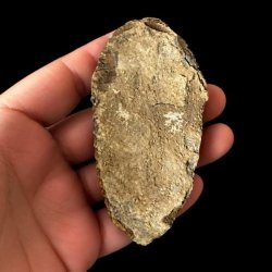 Bagside af �gte trilobit fossil med naturlig stenmatrix og autentisk fossilstruktur &ndash; unikt samlerobjekt.