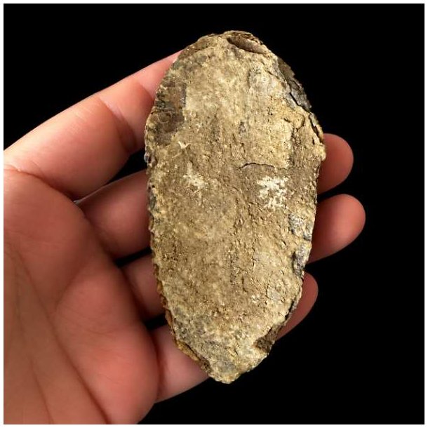 Bagside af �gte trilobit fossil med naturlig stenmatrix og autentisk fossilstruktur &ndash; unikt samlerobjekt.