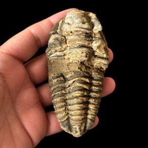 �gte trilobit fossil med tydelige segmenter og naturlige detaljer bevaret i stenmatrix &ndash; unika fossil fra Jordens fortid.