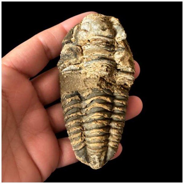 �gte trilobit fossil med tydelige segmenter og naturlige detaljer bevaret i stenmatrix &ndash; unika fossil fra Jordens fortid.