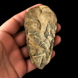 Det samme unika trilobit-fossil, her vist fra en anden vinkel eller med fokus p� bagsiden, holdt i h�nden mod en sort baggrund. Overfladen er her mere uj�vn, r� og pr�get af de naturlige stensedimenter, fossilet er indlejret i.